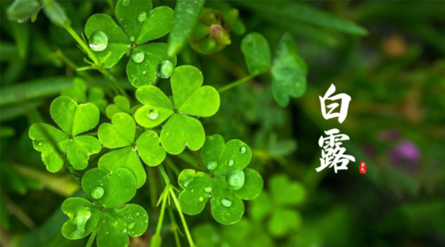 白露時節(jié)！ 金環(huán)電器提醒大家要注意這些事項